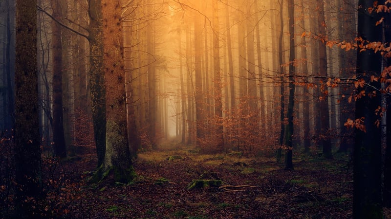 Mystical Woodland Captures