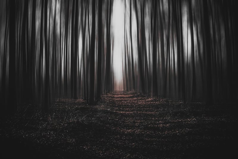 Magical Forest Backdrop